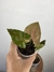 Imagem do Syngonium Chocolate – Mini Plantas