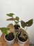 Syngonium Chocolate – Mini Plantas