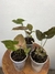 Syngonium Chocolate – Mini Plantas - comprar online