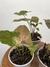Syngonium Chocolate – Mini Plantas na internet