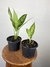 Imagem do Aglaonema Emerald Beauty