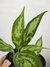 Aglaonema Emerald Beauty