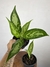 Aglaonema Emerald Beauty - comprar online