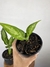 Aglaonema Emerald Beauty - Eco Garden Plantas Ornamentais
