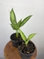 Aglaonema Emerald Beauty na internet