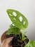 Imagem do Monstera Monkey Mask – Mini Plantas