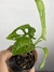 Monstera Monkey Mask – Mini Plantas - loja online