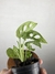 Monstera Monkey Mask – Mini Plantas - Eco Garden Plantas Ornamentais