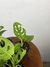 Monstera Monkey Mask – Mini Plantas - comprar online