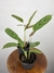 Maranta Cinza – Mini Plantas na internet