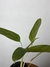 Imagem do Maranta Cinza – Mini Plantas