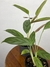 Maranta Cinza – Mini Plantas - loja online