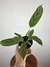 Maranta Cinza – Mini Plantas na internet