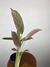 Maranta Cinza – Mini Plantas - Eco Garden Plantas Ornamentais