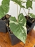Syngonium Albo Variegata na internet