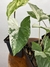 Syngonium Albo Variegata - Eco Garden Plantas Ornamentais