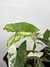 Syngonium Albo Variegata - loja online
