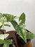 Imagem do Syngonium Albo Variegata