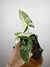 Syngonium Albo Variegata - comprar online