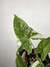 Imagem do Syngonium Albo Variegata