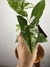 Syngonium Albo Variegata - loja online