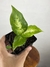 Dieffenbachia Sunrise - Mini Plantas