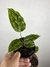 Imagem do Goeppertia Veitchiana – Mini Plantas