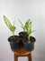 Dieffenbachia Vesuvius – Mini Plantas - comprar online