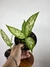 Dieffenbachia Vesuvius – Mini Plantas na internet