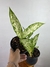 Dieffenbachia Vesuvius – Mini Plantas - loja online