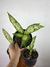 Dieffenbachia Vesuvius – Mini Plantas - Eco Garden Plantas Ornamentais