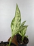 Imagem do Dieffenbachia Vesuvius – Mini Plantas