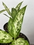Dieffenbachia Vesuvius – Mini Plantas