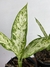 Dieffenbachia Vesuvius – Mini Plantas - comprar online