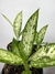 Dieffenbachia Vesuvius – Mini Plantas