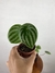 Peperômia Melancia - Mini Plantas