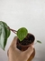 Peperômia Melancia - Mini Plantas - comprar online