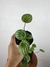 Peperômia Melancia - Mini Plantas - Eco Garden Plantas Ornamentais