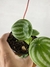 Peperômia Melancia - Mini Plantas - loja online