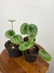 Peperômia Melancia - Mini Plantas - comprar online