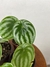 Peperômia Melancia - Mini Plantas na internet