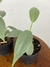 Philodendron Hastatum Silver - Mini Plantas - Eco Garden Plantas Ornamentais