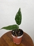 Aglaonema Commutatum Maculatum - Eco Garden Plantas Ornamentais