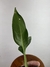 Aglaonema Commutatum Maculatum - loja online
