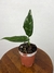 Aglaonema Commutatum Maculatum
