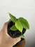 Imagem do Begônia Olympic Queen – Mini Plantas