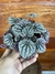 Peperômia Caperata – Mini Plantas na internet