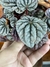 Peperômia Caperata – Mini Plantas - Eco Garden Plantas Ornamentais
