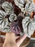 Peperômia Caperata – Mini Plantas - comprar online
