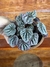 Peperômia Caperata – Mini Plantas na internet